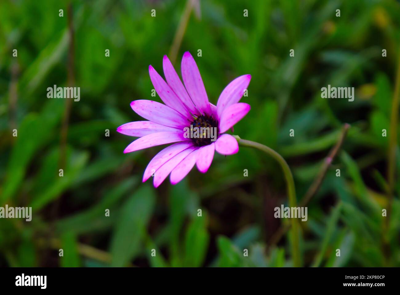 Nahaufnahme einer lilafarbenen osteospermumblüte im Garten bei Tageslicht und verschwommenem Hintergrund Stockfoto
