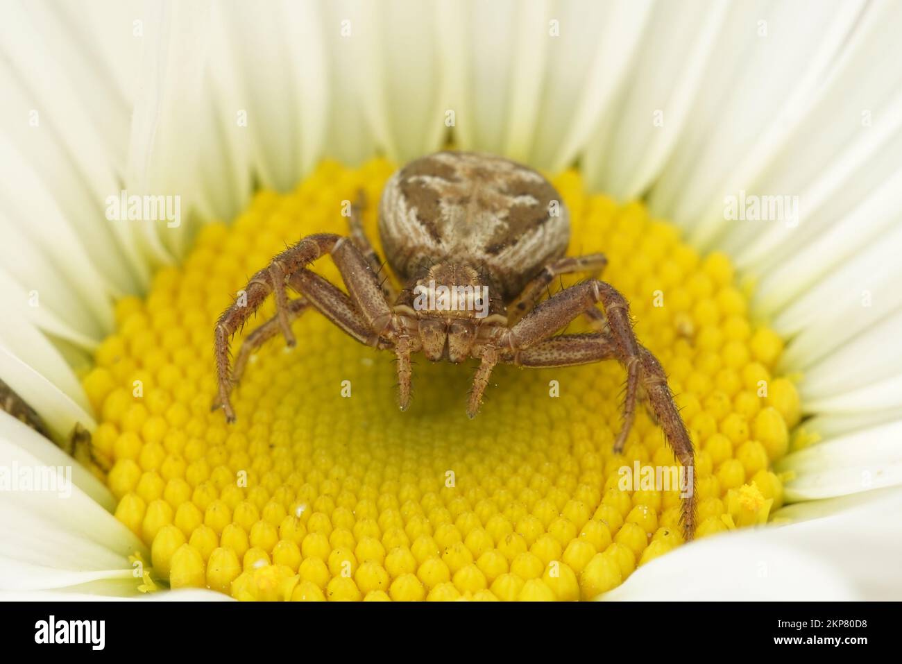 Natürliche Nahaufnahme auf einer kleinen, wild aussehenden Krabbenspinne, Xysticus auf einer gelb-weißen Blume im Garten Stockfoto