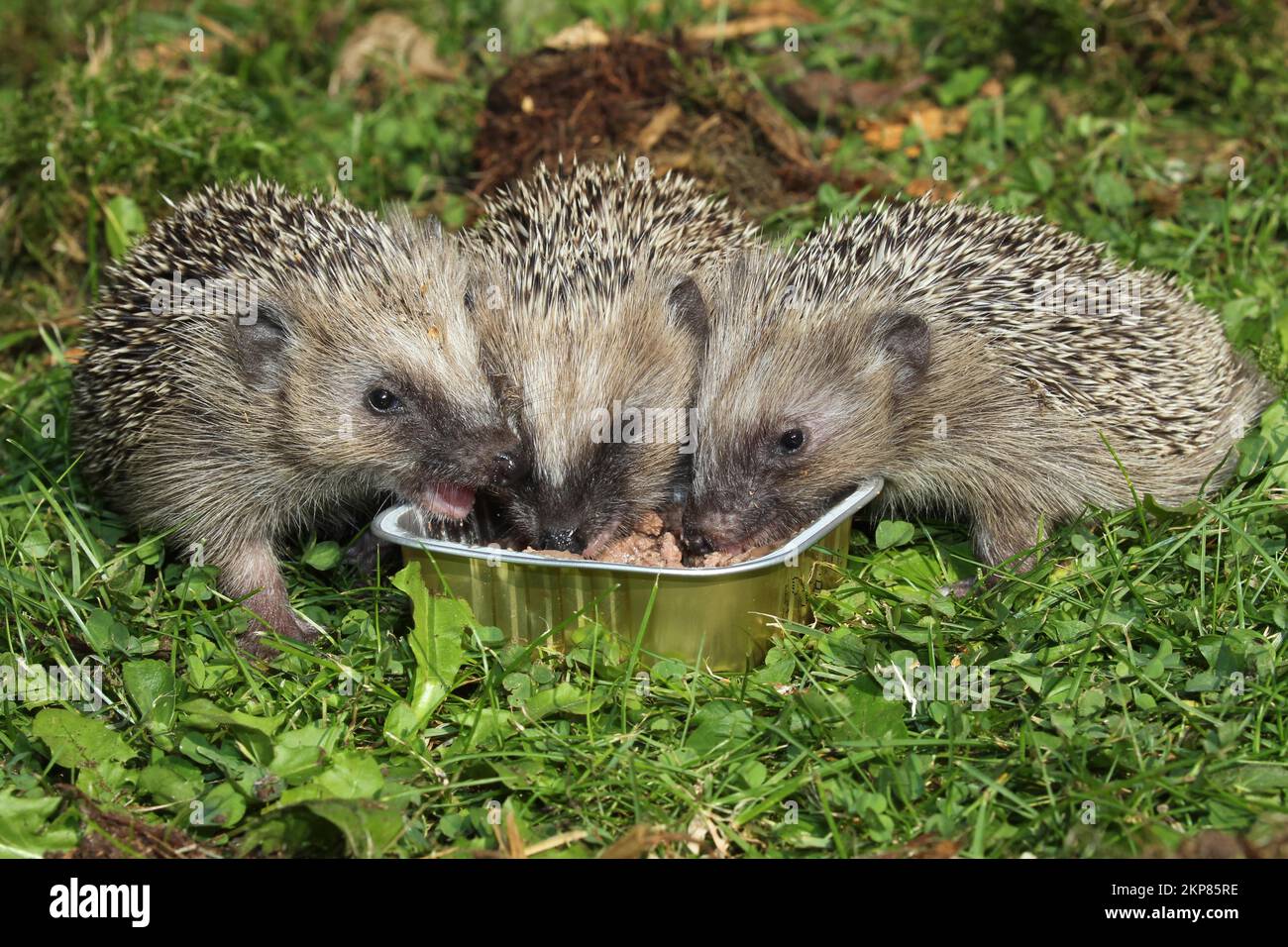 4 Wochen alte Jungtiere mit braunem Igel (Erinaceidae), die sich im Garten, Allgäu, Bayern, Deutschland, Europa, in der Fütterungsschüssel ernähren Stockfoto