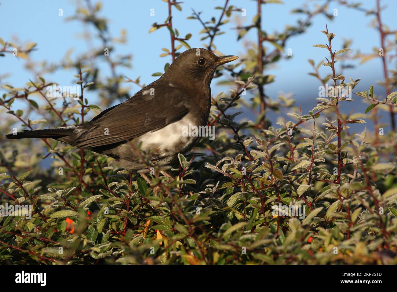 Schwarzvogel (Turdus merula) weiblich mit weißen Bauchfedern auf Ambarbaris (Berberis vulgaris) im Garten, Allgäu, Bayern, Deutschland, Europa Stockfoto