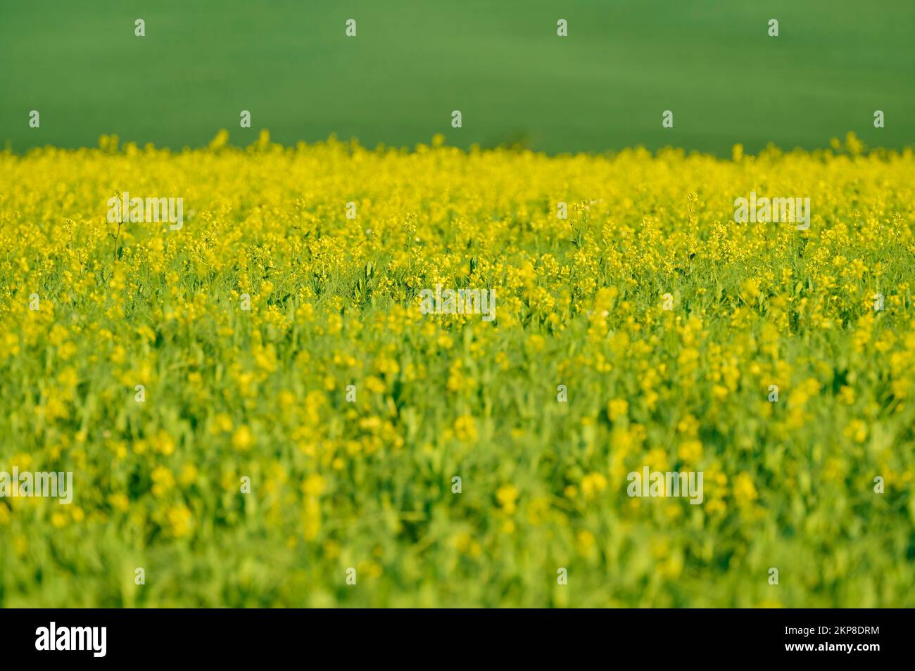 Senffeld, Blüten, Frühling, Großheubach, Unterer Hauptstrom, Spessart, Bayern, Deutschland, Europa Stockfoto