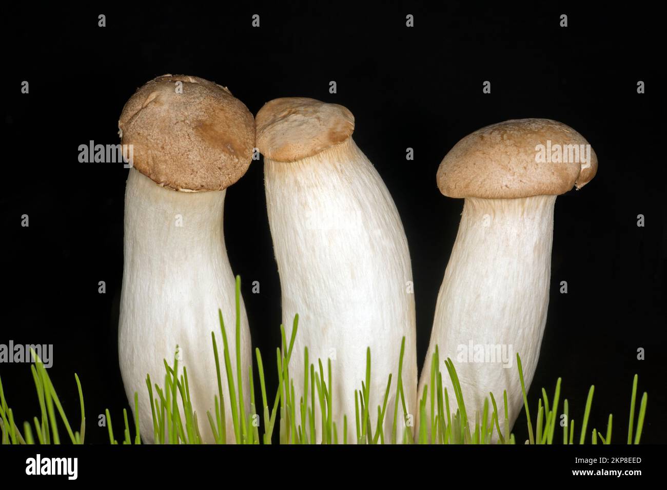 Drei braune Königstrompeten (Pleurotus eryngii), Lebensmittelfotografie mit schwarzem Hintergrund Stockfoto