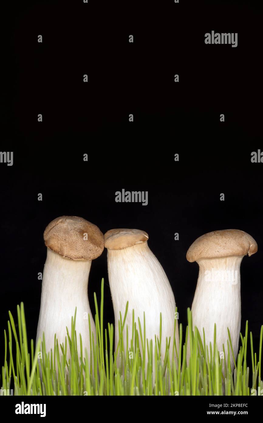 Drei braune Königstrompeten (Pleurotus eryngii), Lebensmittelfotografie mit schwarzem Hintergrund Stockfoto