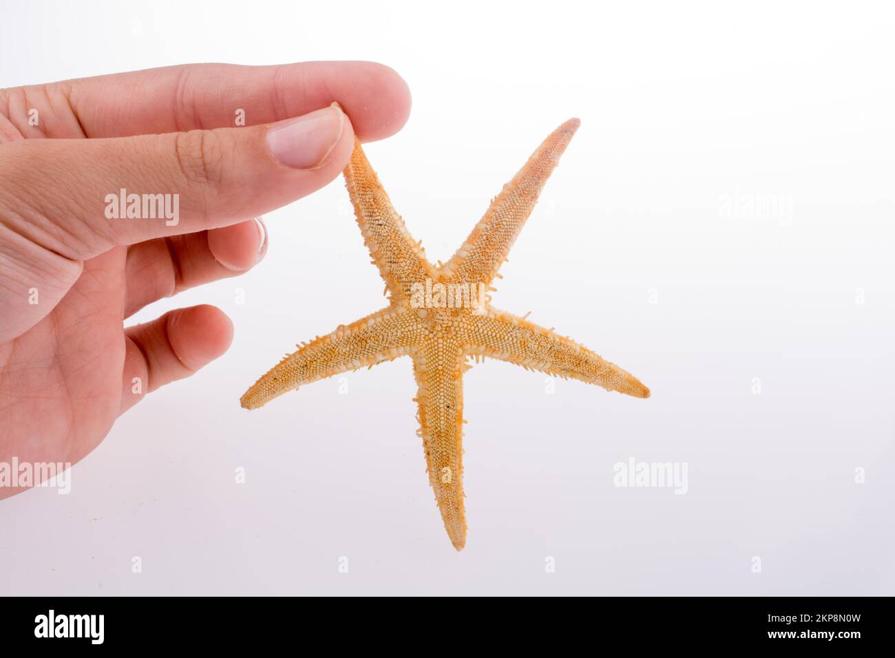 Hand, die eine schöne orange Seestern auf weißem Hintergrund Stockfoto