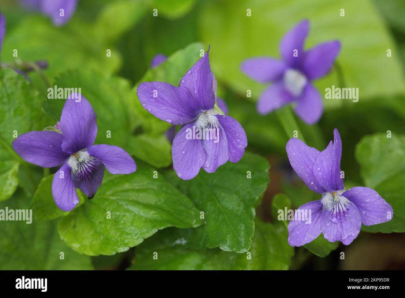 Vier Blüten des Holzvioletts (Viola riviniana), Natur, Familie Violet, Violaceae, Malpighiaceae, Malpighiales, Plant, Monbijou, Zweibrücken, Rhinel Stockfoto