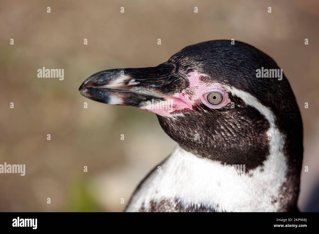Eine Nahaufnahme des Kopfes eines Humboldt-Pinguins Stockfoto