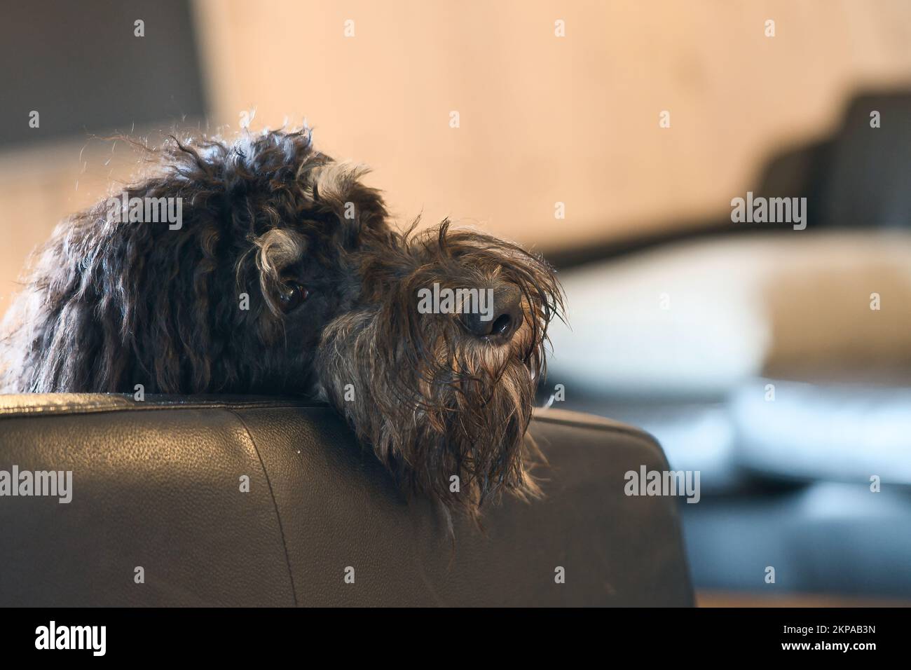 Goldendoodle liegt entspannt auf dem Sessel. Familienhund chillen. Tierfoto eines Hundes Stockfoto
