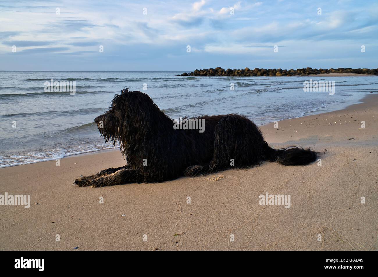 Golddoodle liegt am Strand am Meer und ist zum Spielen bereit. Wellen im Wasser und Sand am Strand. Landschaftsaufnahmen mit einem Hund Stockfoto