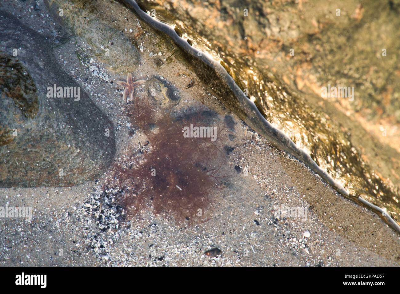 Seesterne liegen im Sand vor dem Wassertank. Meerestiere an der Küste Dänemarks. Ein Tier aus dem Meer geschossen Stockfoto