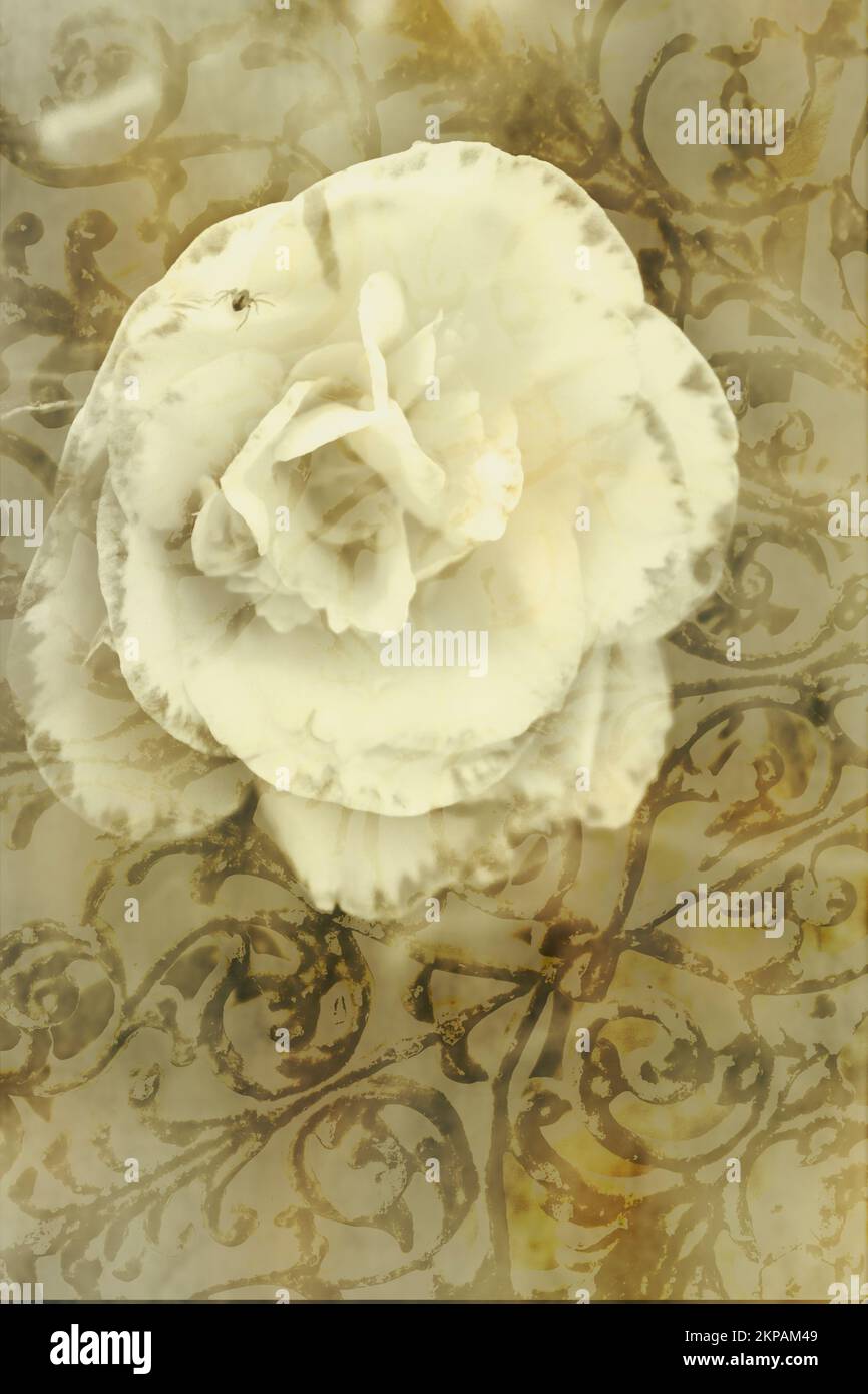 Klassische Blumenkunst Komposition aus weißer Rose und schmiedeeisernem Ornament Hintergrund Stockfoto