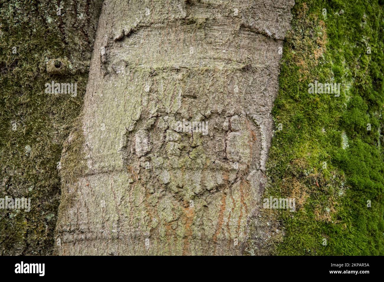 In die Rinde eines Baumes geschnitztes Herz, Köln, Deutschland. Herz in einer Rinde eines Baumes, Köln, Deutschland. Stockfoto