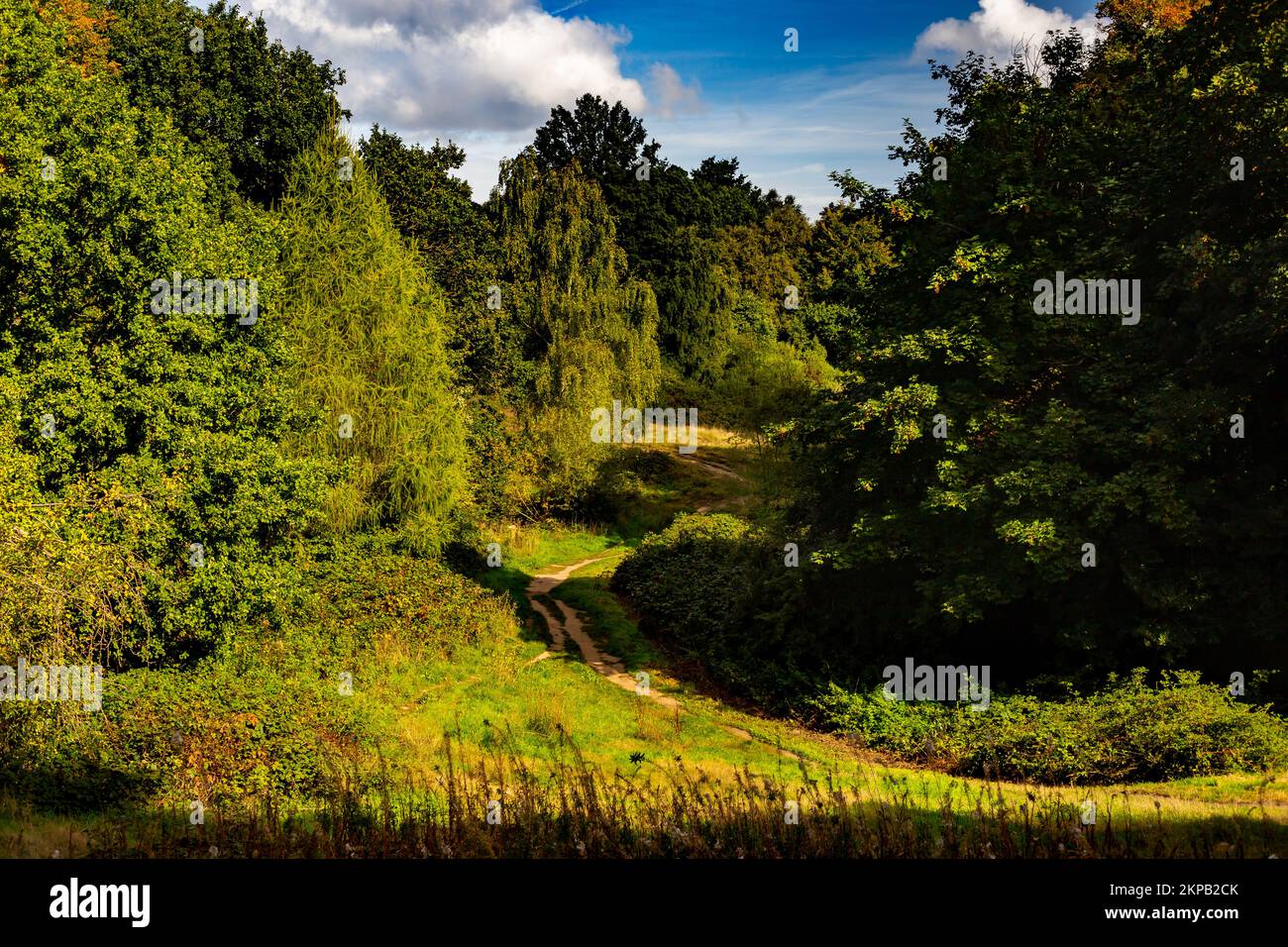 Hampstead Heath in North London nimmt eine riesige Gegend ein und bietet wunderschöne Spaziergänge und Klettertouren, wie in diesem sonnigen Bild in der Nähe des berühmten Tals der Gesundheit. Stockfoto