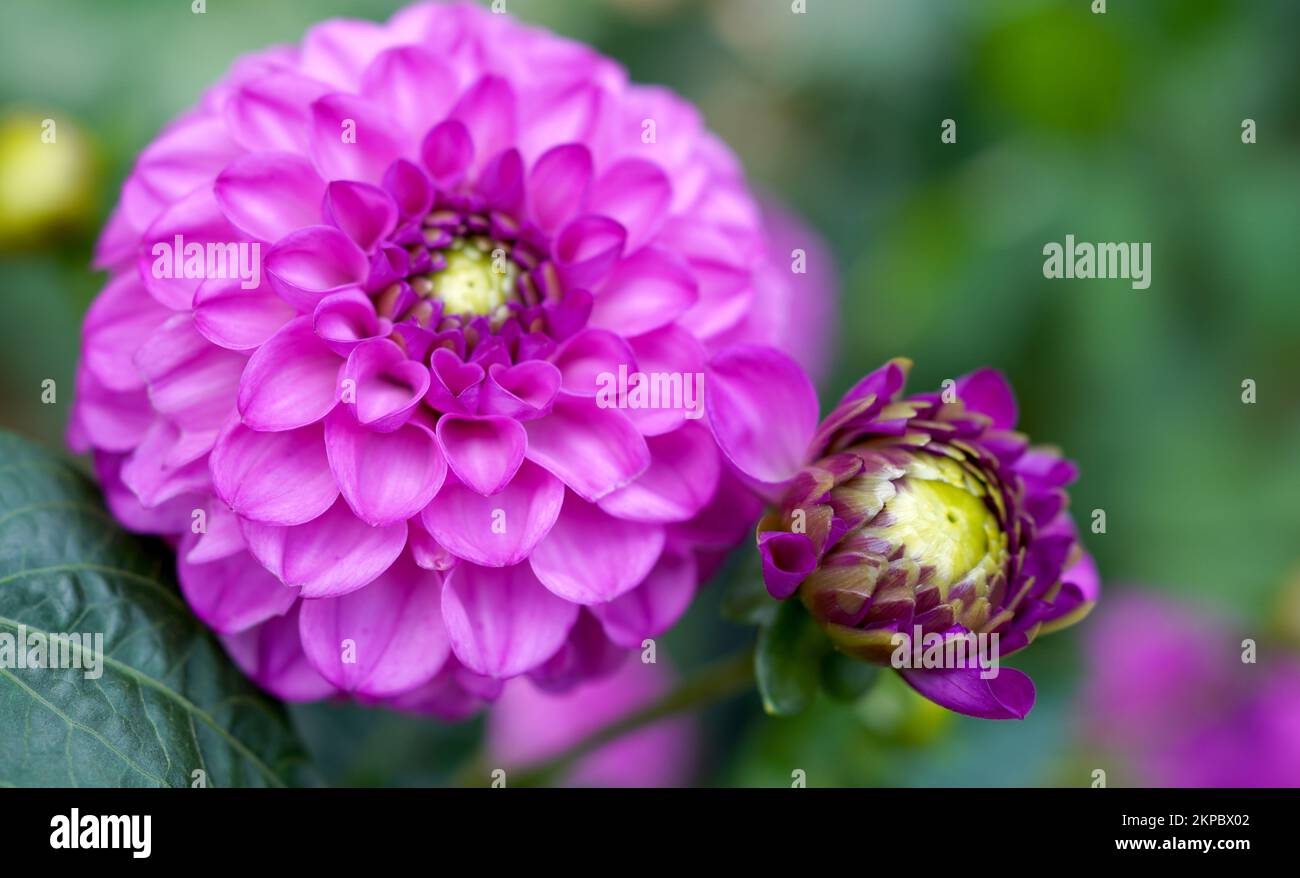 Eine Nahaufnahme von lila Dahlien Stockfoto