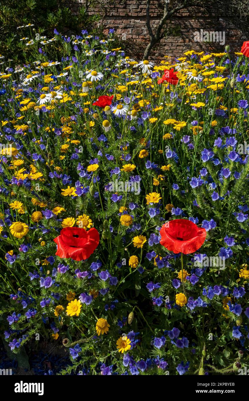 Nahaufnahme gemischter Wildblumen Wildblumen Wildblumen maigold Gänseblümchen Gänseblümchen in einer Gartenwiese Grenze im Sommer England Großbritannien Großbritannien Großbritannien Großbritannien Stockfoto