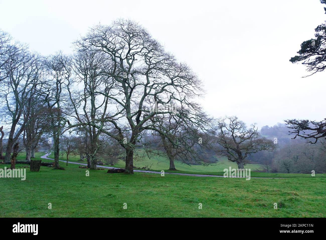 Bäume im Winter, Trelissick, Cornwall, Großbritannien – John Gollop Stockfoto
