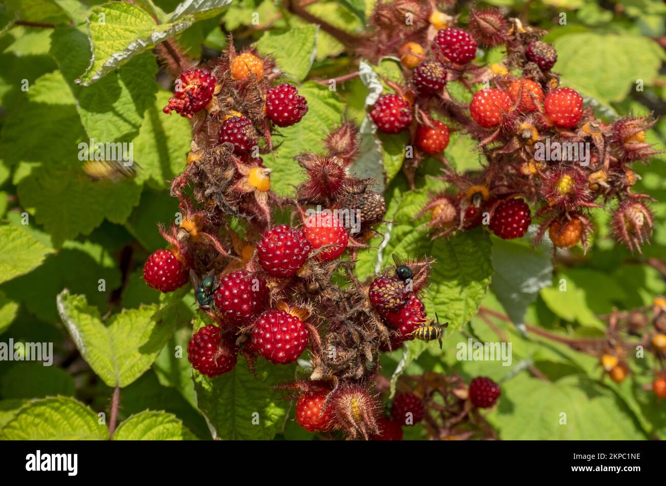 Nahaufnahme der japanischen Weinbeeren Beeren asiatische Himbeeren Himbeeren im Sommer rubus phoenicolasius England Vereinigtes Königreich Großbritannien Stockfoto