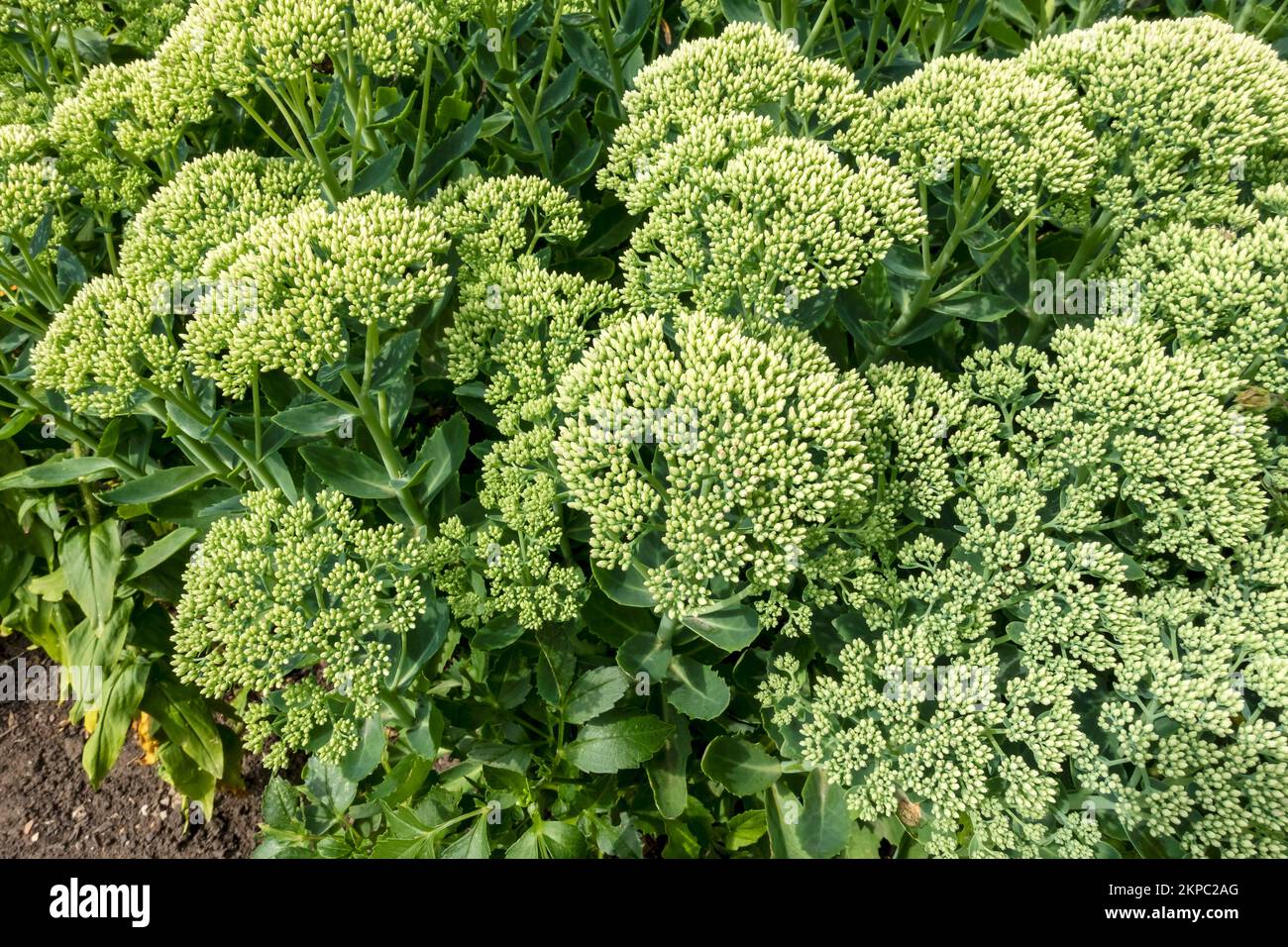 Nahaufnahme von Crassulaceae sedum stonecrop-Eispflanze Hylotelephium sukculent Sukculents-Blüten an einer Gartengrenze im Sommer England Großbritannien Stockfoto