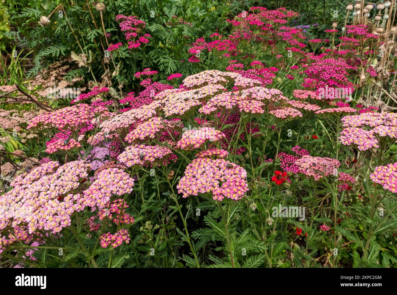 Nahaufnahme von rosa und roten achillea achelleas millefolium Yarrow Pflanzen, die Blumen wachsen, die an einer Gartengrenze im Sommer England Großbritannien blühen Stockfoto