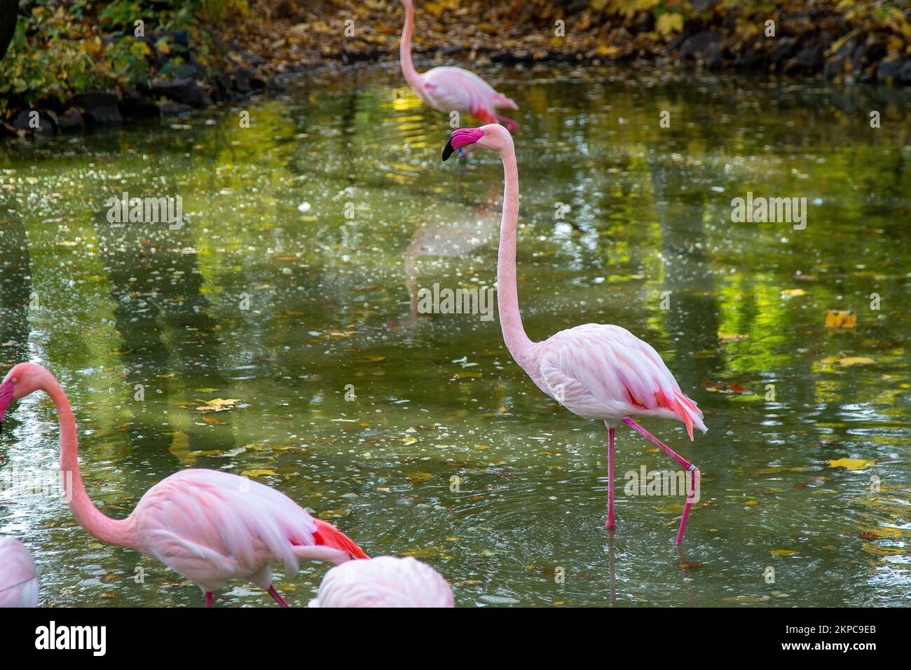 Rosa Flamingo Vogel Tier. Große Flamingos Phoenicopterus roseus , Landung, Gruppe. Vogelschar. Die Natur im Freien. Tierszene. Grasen im grünen Unterholz. Stehen Sie in flachem Wasser Stockfoto