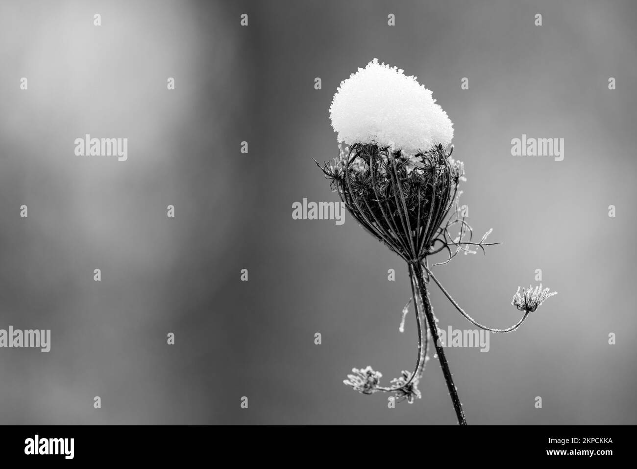 Eine Blume mit einem Schneekopf Stockfoto