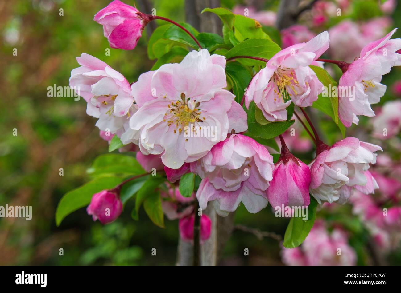 Dekorativer Apfelbaum Malus 'Van Eseltine' Blüte in Pruhonice, Tschechische Republik am 6. Mai 2022. (CTK Photo/Libor Sojka) Stockfoto