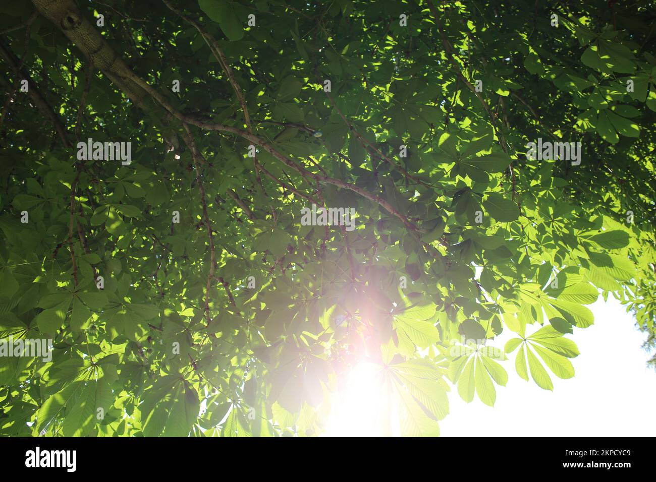 Sonnenlicht, das durch die Blätter des Baumes sickert Stockfoto