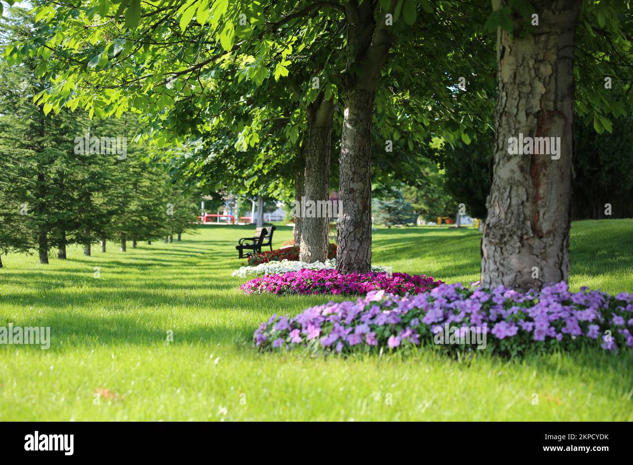 park, Rasen, Bäume und bunte Blumen darunter Stockfoto