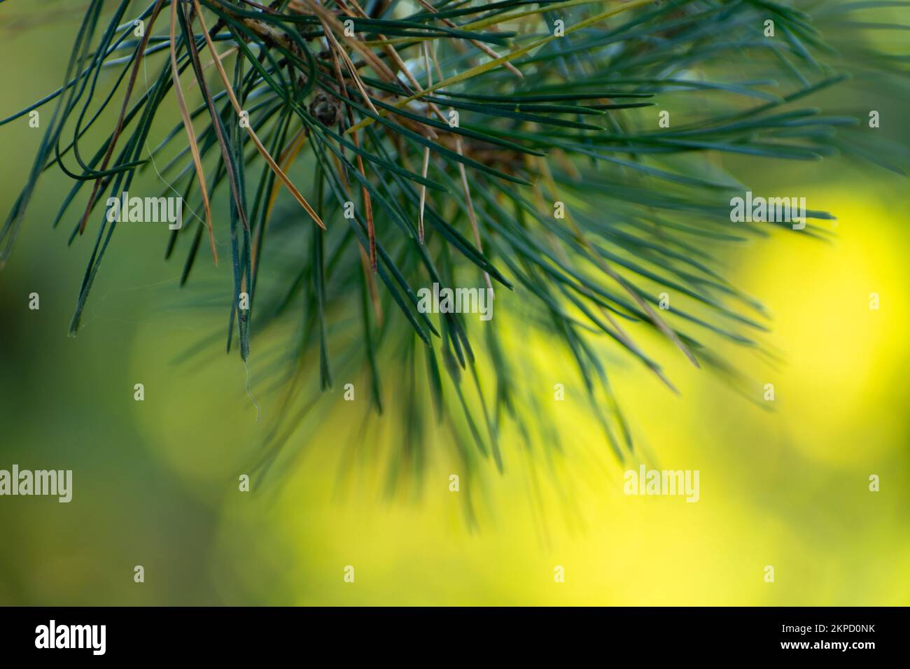 Abstrakter Zweig grüner Fichte auf sonnenbeleuchtetem Hintergrund Stockfoto
