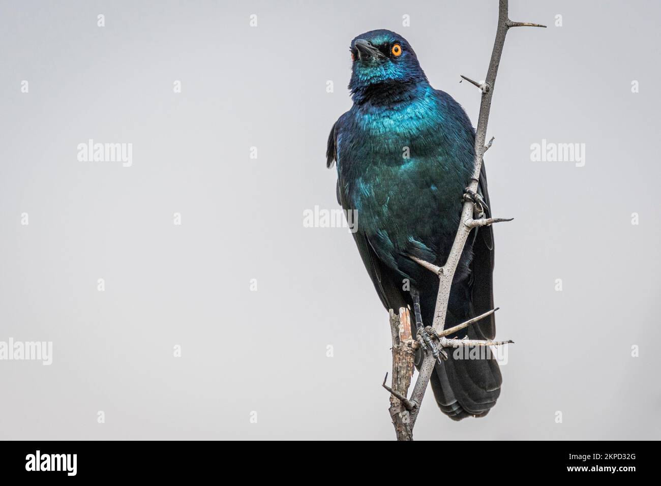 Eine Nahaufnahme eines Kaps-Hochglanzstarlings, Lamprotornis nitens. Südafrika. Stockfoto