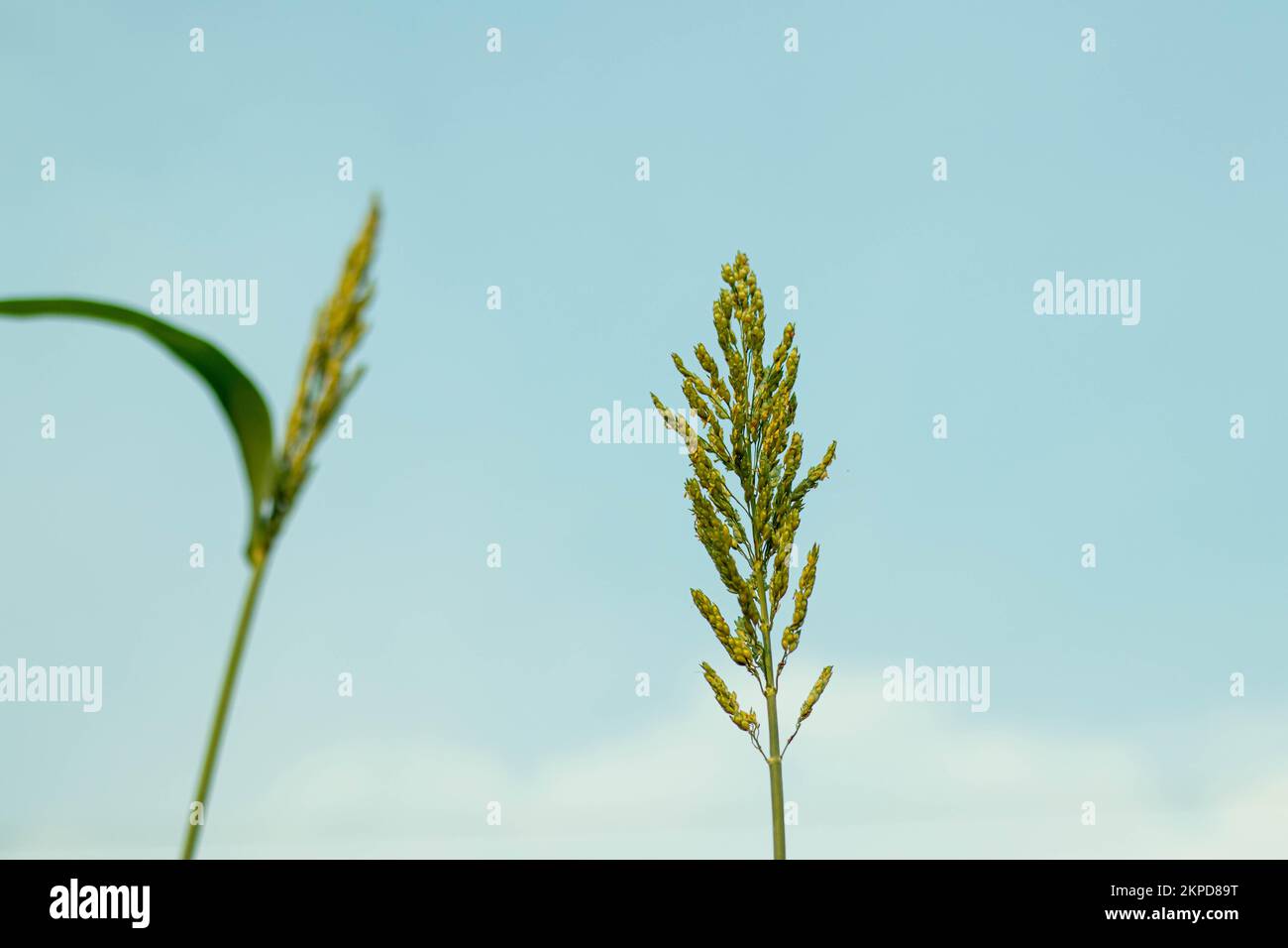 Blauer Himmel, weiße Wolke hinter der Maispflanze. Mais produziert hochwertige Silage für Milchvieh, Rindfleisch und Schafe zu geringeren Kosten als Silage aus Gras Stockfoto