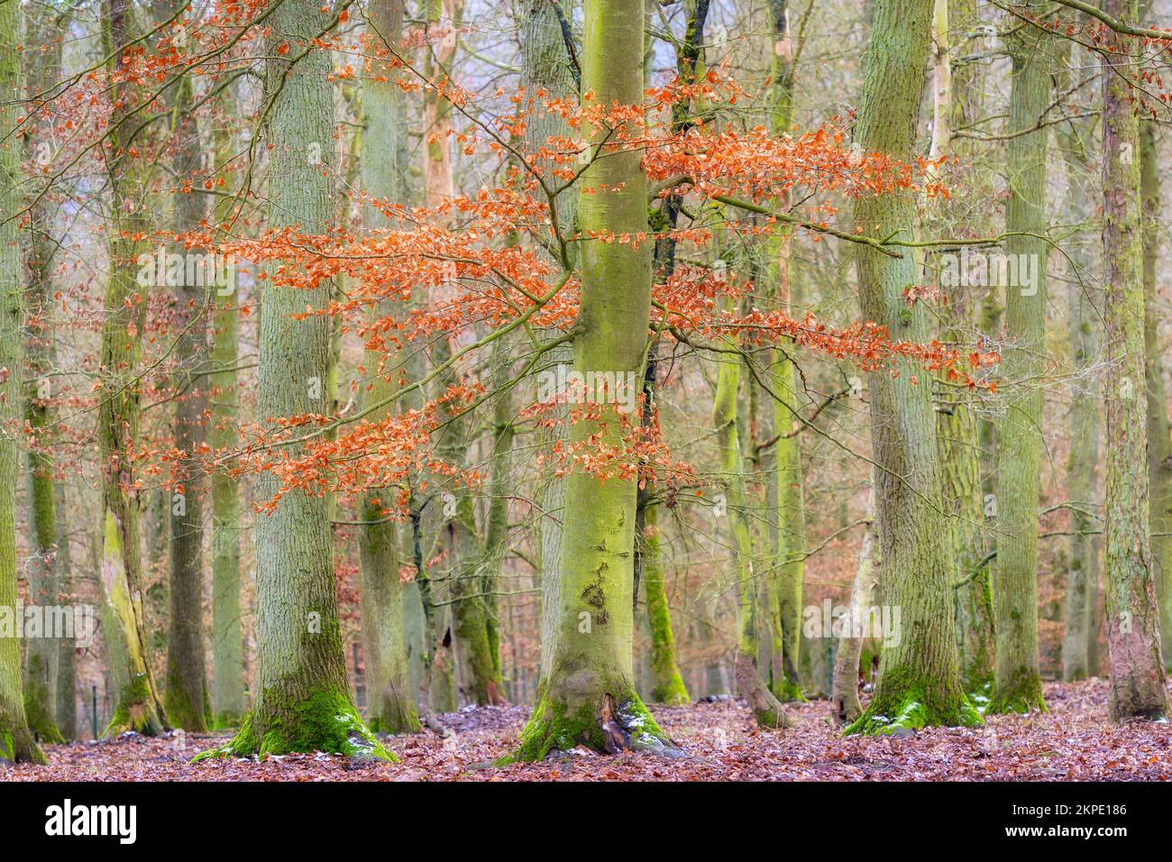 Farbenfrohe Bäume in Winterlandschaft, Sauerland, Deutschland. Stockfoto