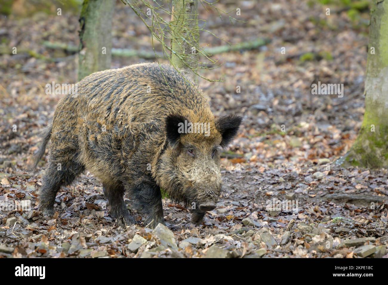 Wildschweinforsten (Sus scrofa) im Wald, Deutschland. Stockfoto