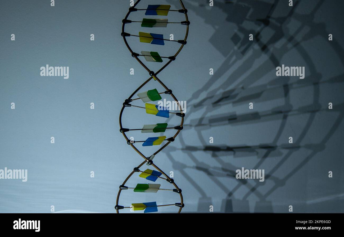 Die Skulptur des DNA-Moleküls dreht sich und wirft einen Schatten. Video im Dunkeln. Desoxyribonukleinsäure-Layoutung. Gene. Polygonale Drahtmodell-DNA-Spirale. Stockfoto