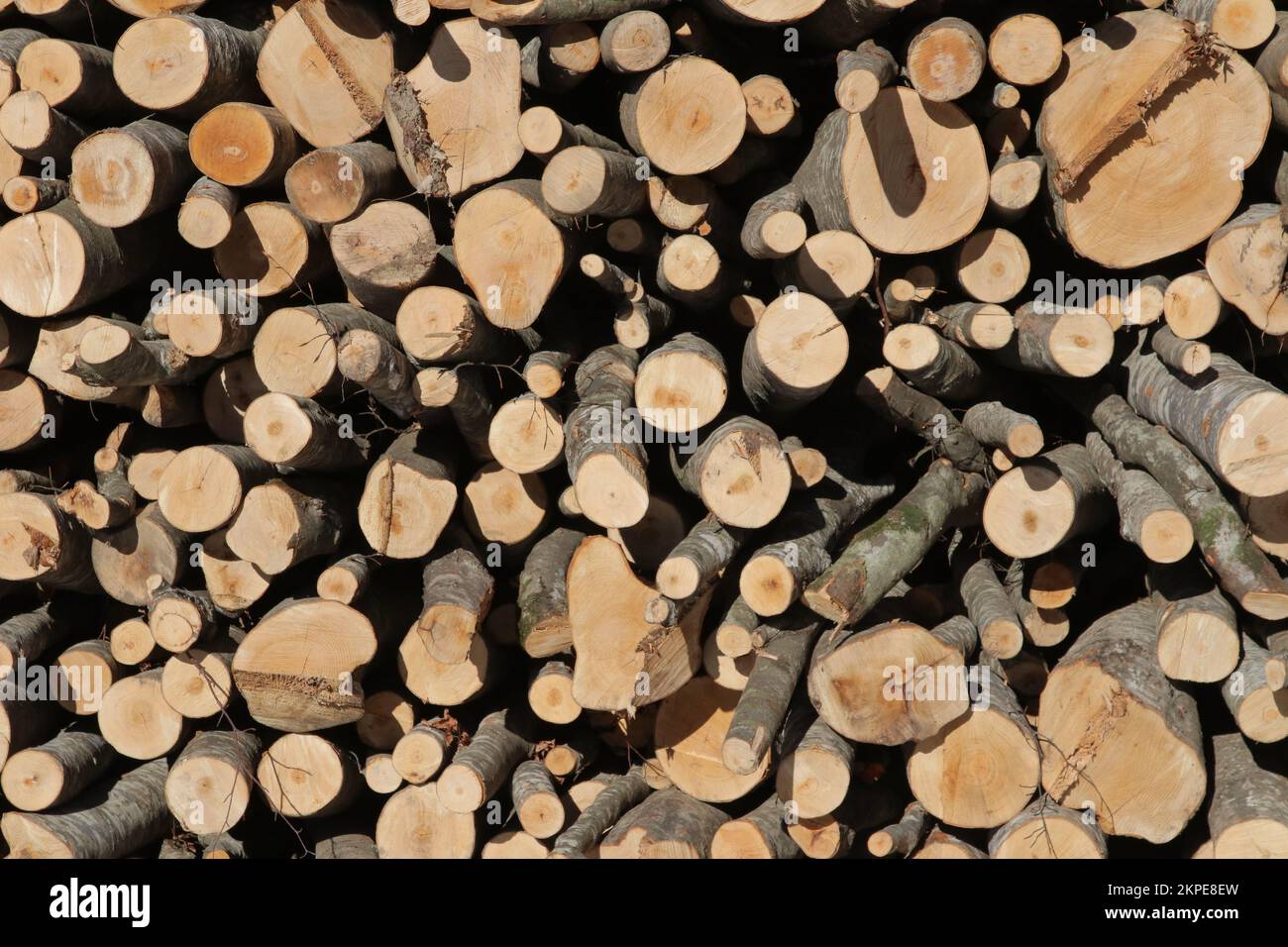 Verkaufsfertige Holzstämme Stockfoto