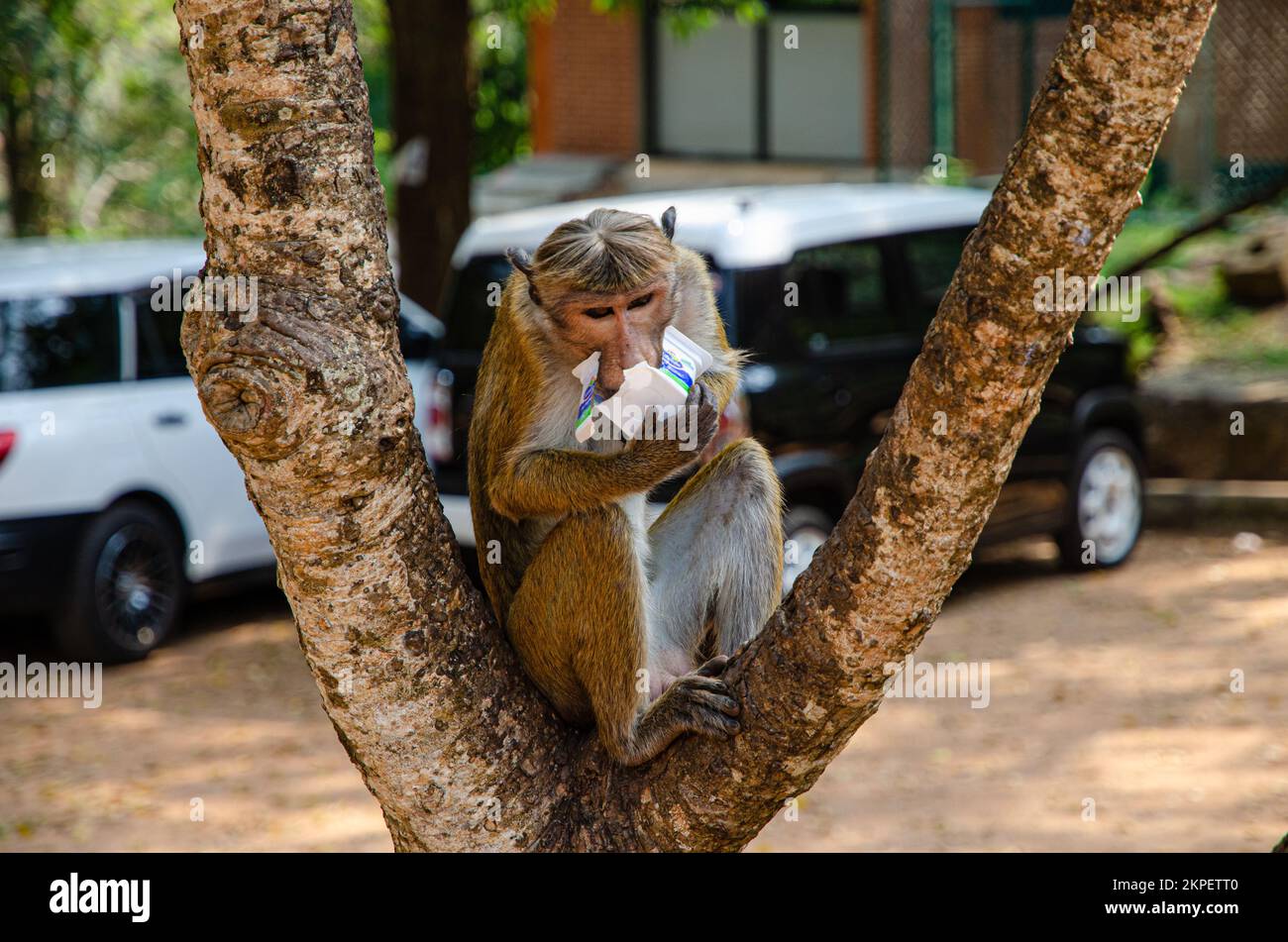 Mönche waren überall. Im Zentrum Sri Lankas. Stockfoto