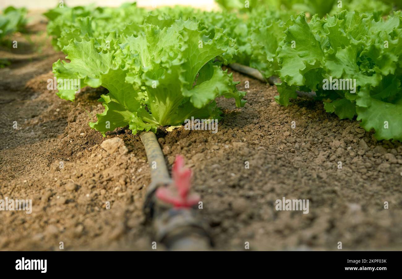 Hausgemachte Kopfsalatpflanzen, die nach hauseigenen Gewächshausbiologischen Methoden angebaut werden. Installiertes automatisches Tropfbewässerungssystem. Heimgärtnern. Griechenland. Stockfoto