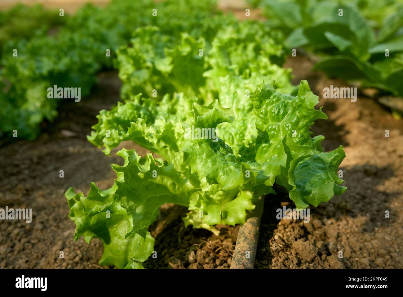 Hausgemachte Kopfsalatpflanzen, die nach hauseigenen Gewächshausbiologischen Methoden angebaut werden. Installiertes automatisches Tropfbewässerungssystem. Heimgärtnern. Griechenland. Stockfoto