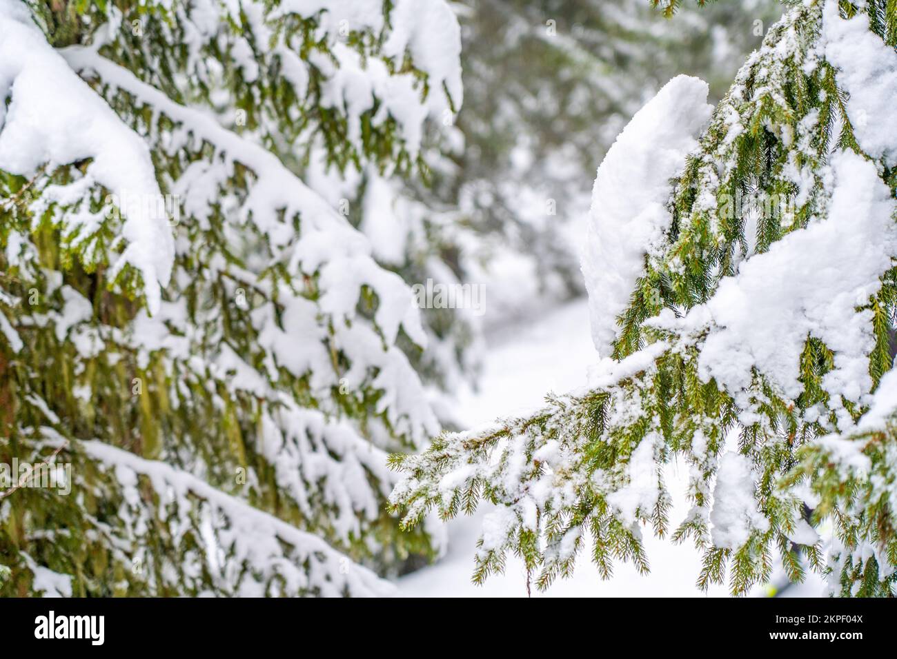 Tannenbäume verzweigen sich unter einer riesigen Schicht Schneeflocken. Gefrorener Ast im Winterwald, natürlicher Hintergrund. Weihnachten und Neujahr c Stockfoto