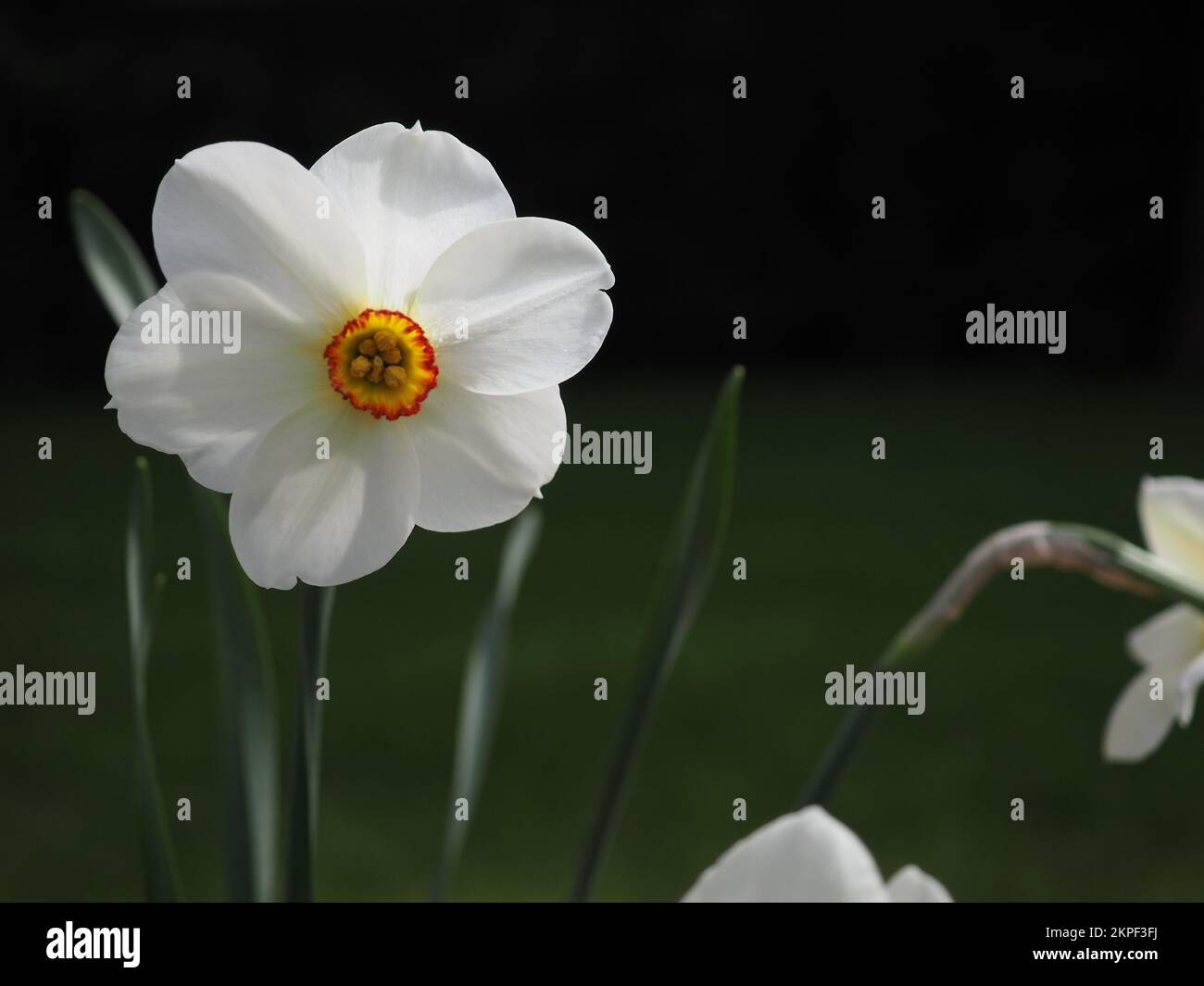 Einzelaufnahme einer Fasanennarzisse 'Actaea' in Blume bei Frühlingssonne in einem britischen Garten Stockfoto