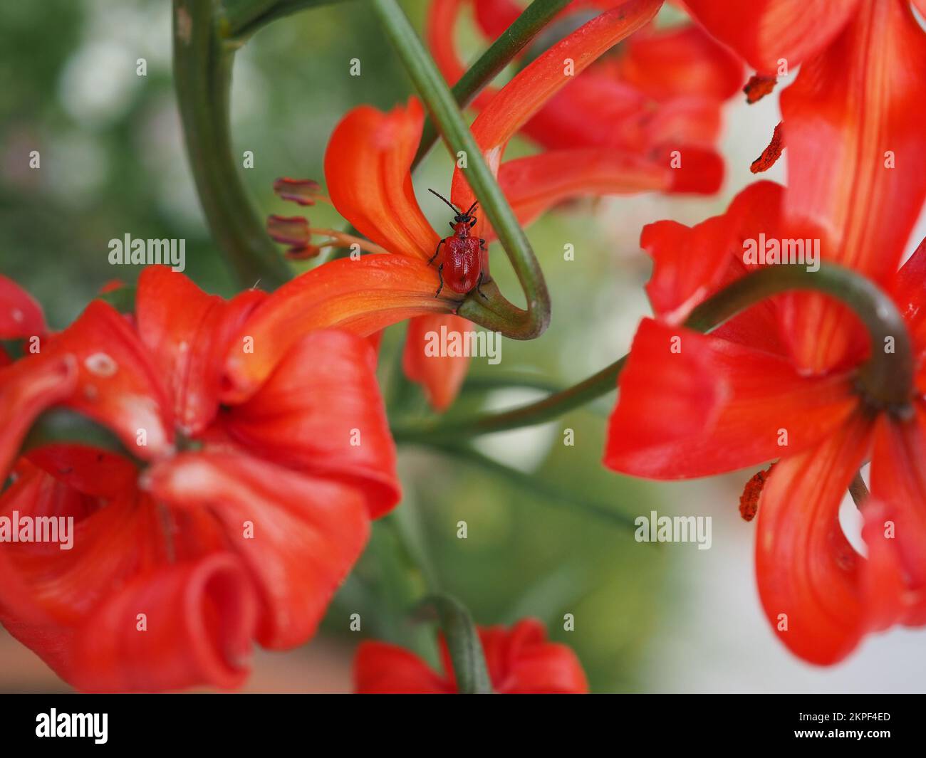 Scharlachkäfer auf einem Lilium pumilum Stockfoto