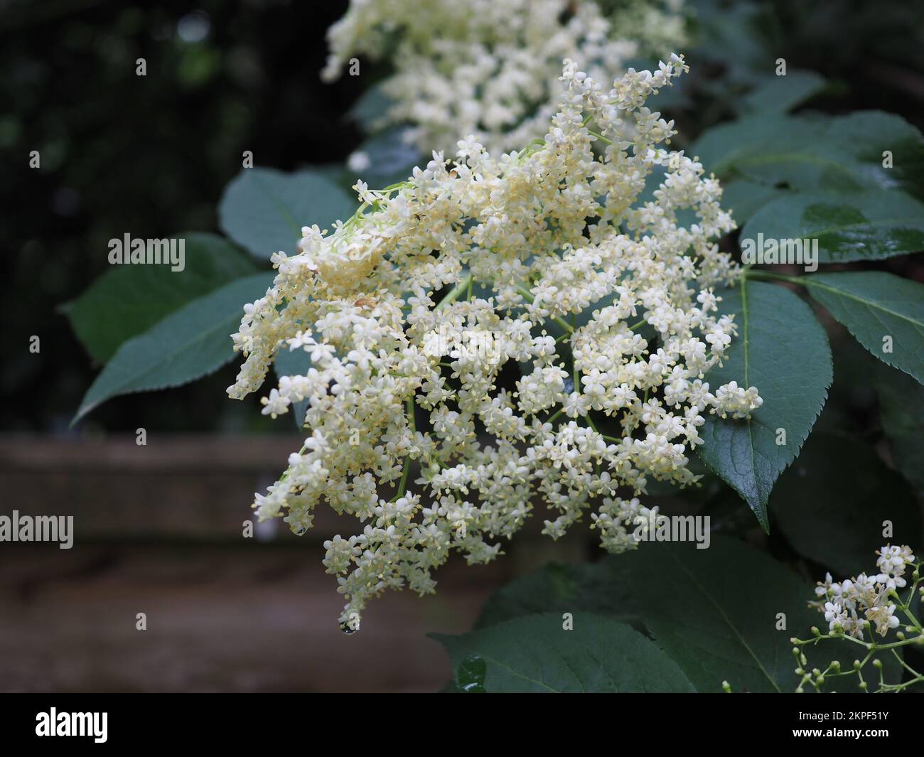 Nahaufnahme von Holunderblüten und Blättern (Sambucus nigra Blütenkopf) mit einem Regentropfen Stockfoto