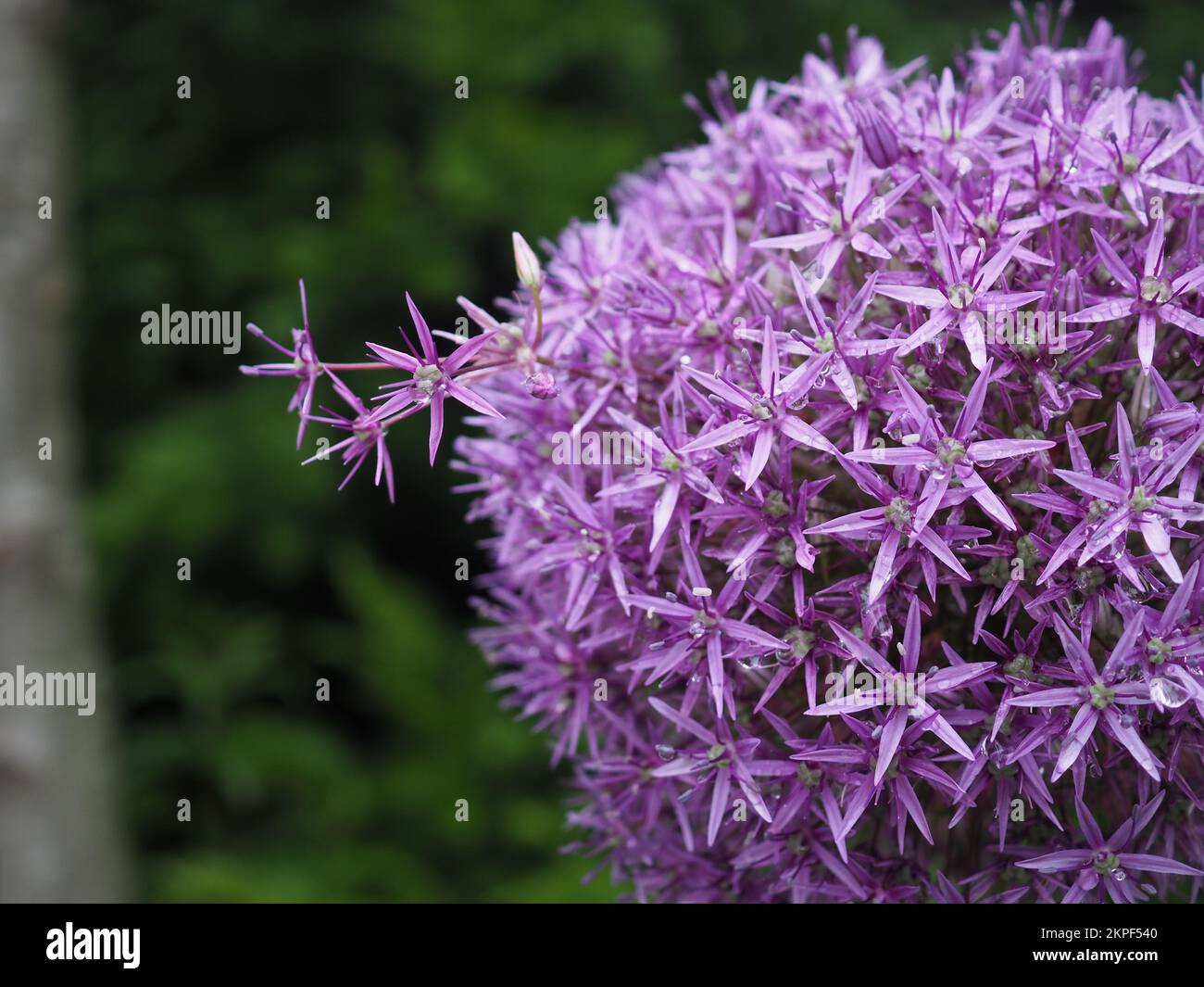 Nahaufnahme des Blumenkopfes Allium x „Globemaster“ mit ungewöhnlichen hervorstehenden Blumen/Metapher für außergewöhnliches Wachstum Stockfoto