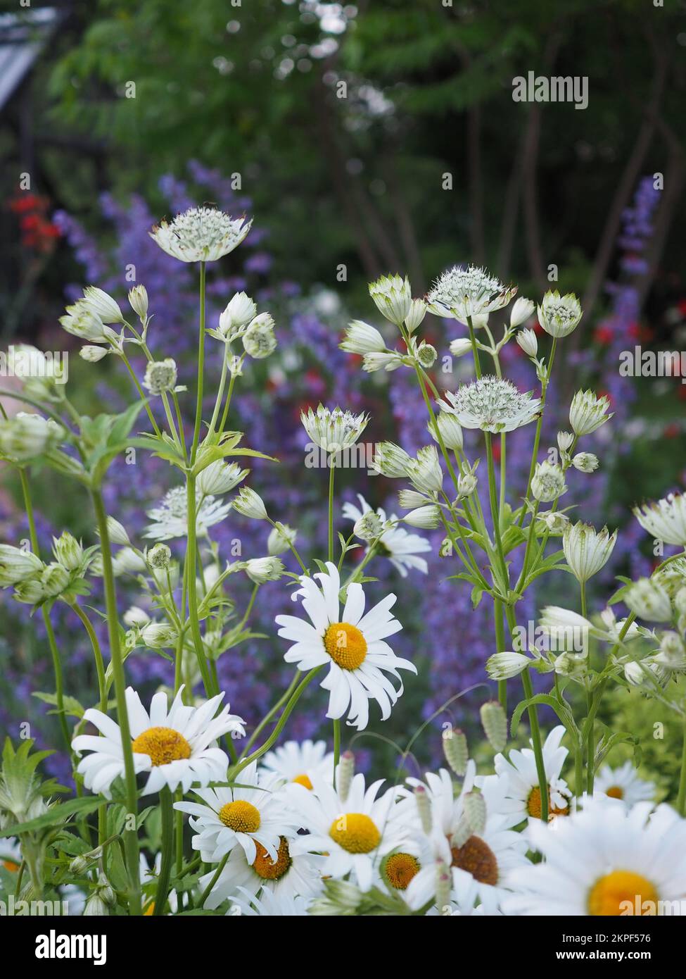 Astrantia Major „Alba“ Blumen in einer ewigen Grenze mit Leucanthemum „Wirral Supreme“ im Vordergrund und Salvia „May Night“ im Hintergrund Stockfoto