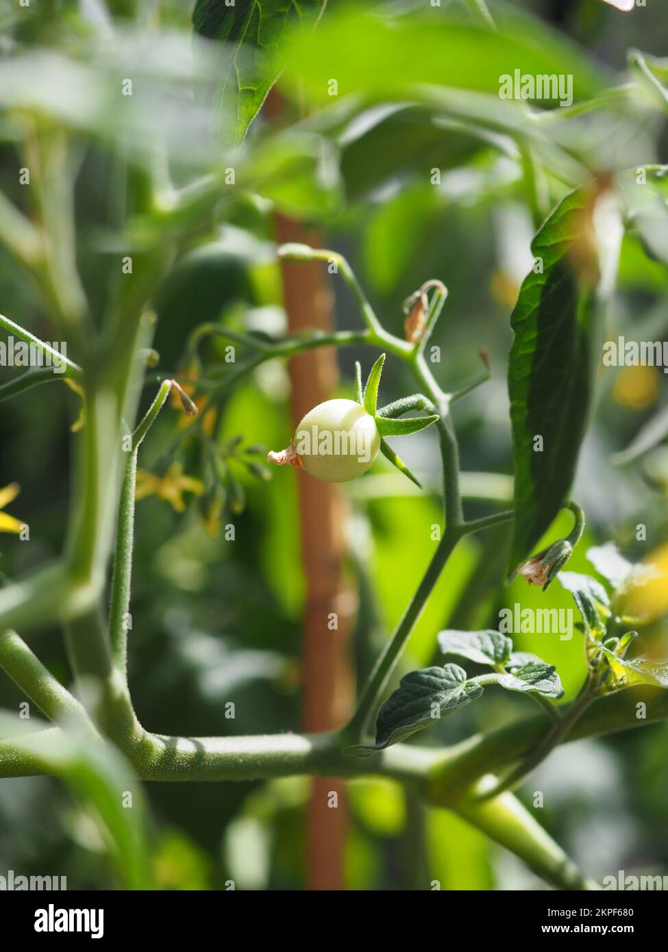 Die Mikro-Kirschtomate reift an der Rebe Stockfoto