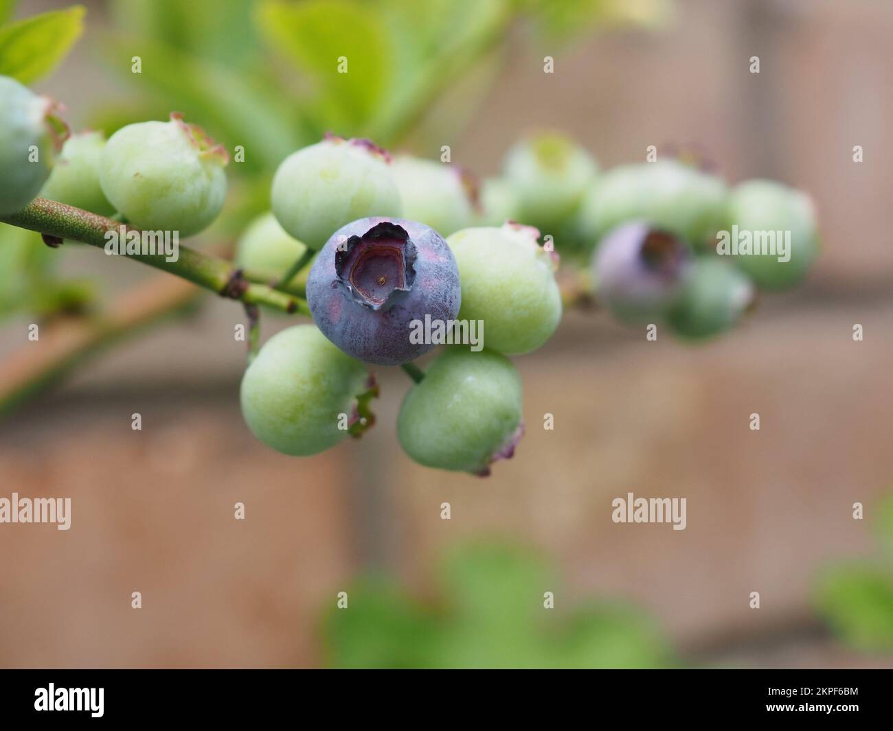 Reife Blaubeeren im Busch schließen sich Stockfoto