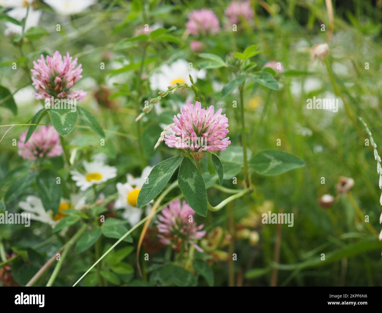 Rosa Kleeblümchen in der Nähe einer Wildblumenwiese Stockfoto