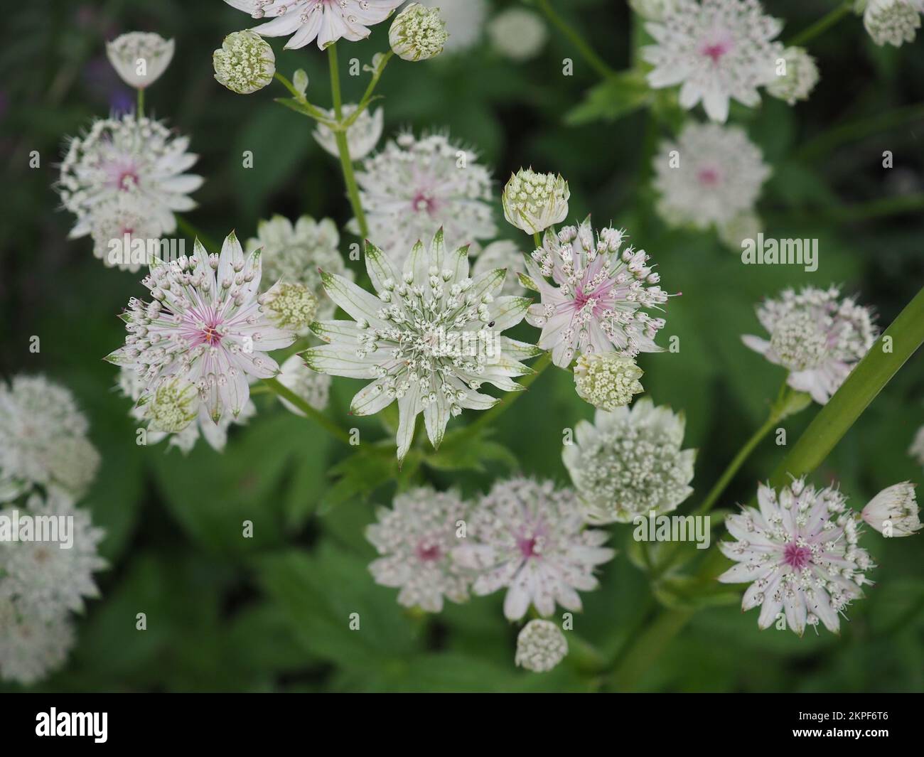 Nahaufnahme von Astrantia Major „Alba“ (Masterwort) Blumen von oben Stockfoto