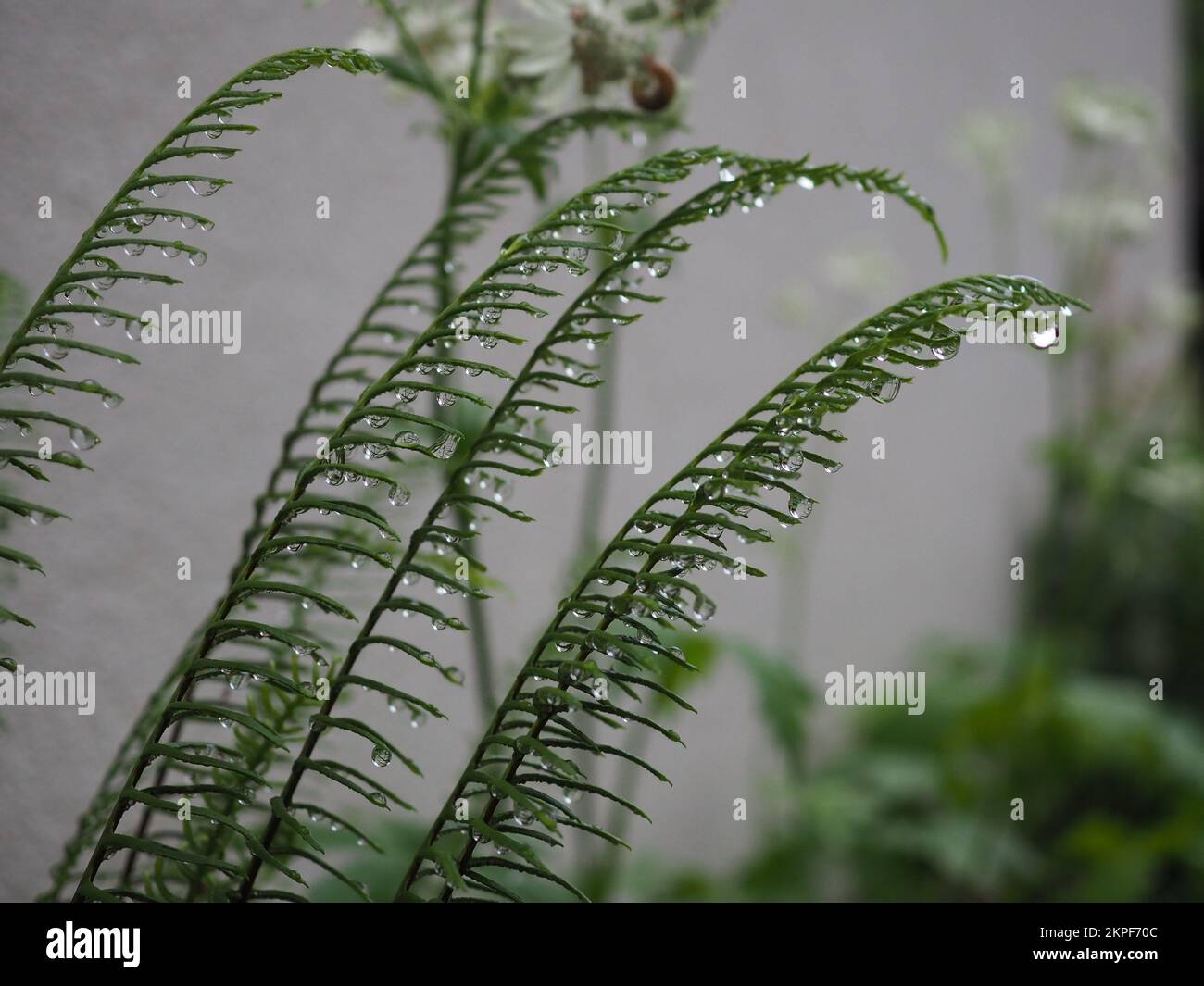 An den fruchtbaren Fronden von Blechnum Spicant (harter Farn) hängende Regentropfen Stockfoto