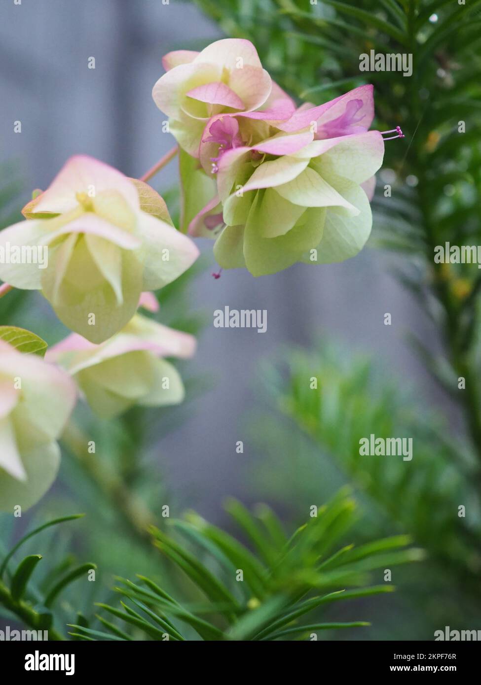 Origanum Kent Schönheit Stockfoto