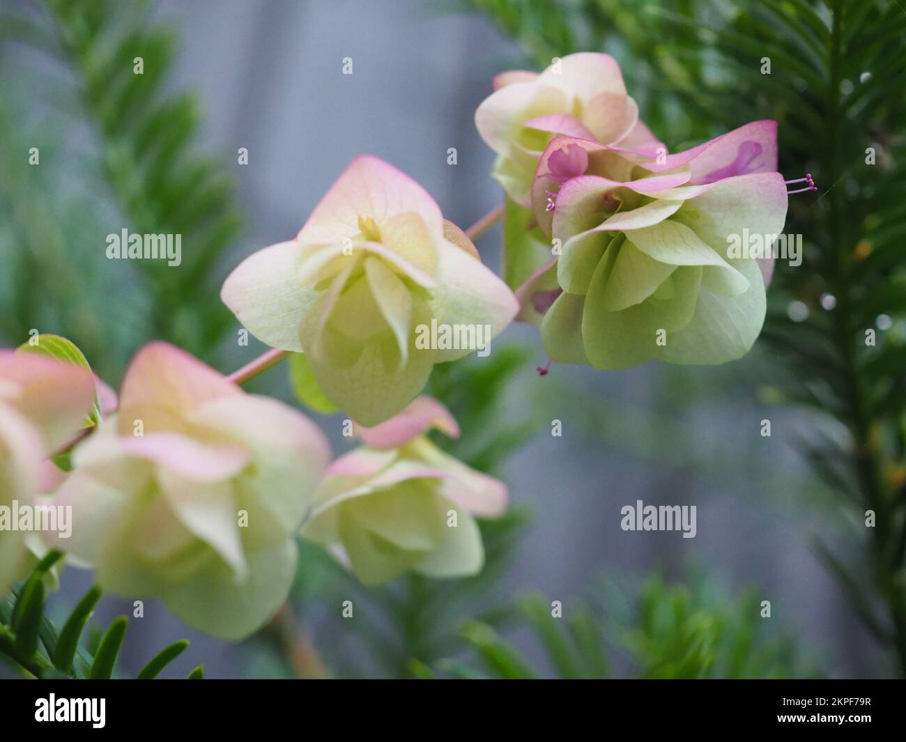 Origanum Kent Schönheit Stockfoto